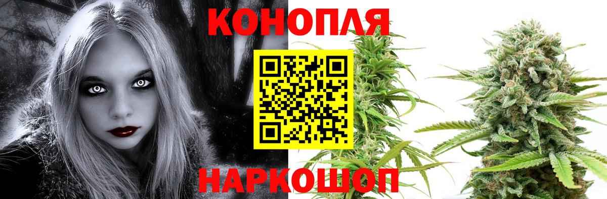 Конопля сатива Ахтубинск